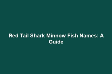 Red Tail Shark Minnow Fish Names: A Guide