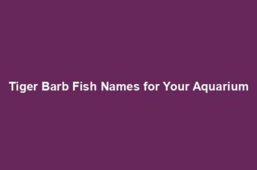 Tiger Barb Fish Names for Your Aquarium